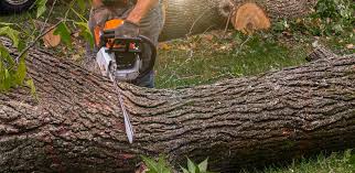 Best Root Management and Removal  in Boiling Springs, PA