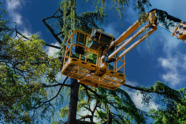 Best Tree Maintenance Programs  in Boiling Springs, PA