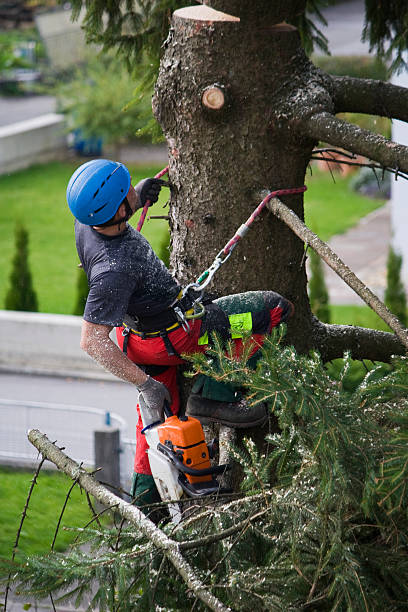 Why Choose Our Tree Removal Services in Boiling Springs, PA?