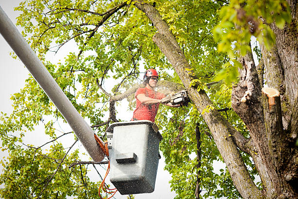 Reliable Boiling Springs, PA  Tree Services Solutions